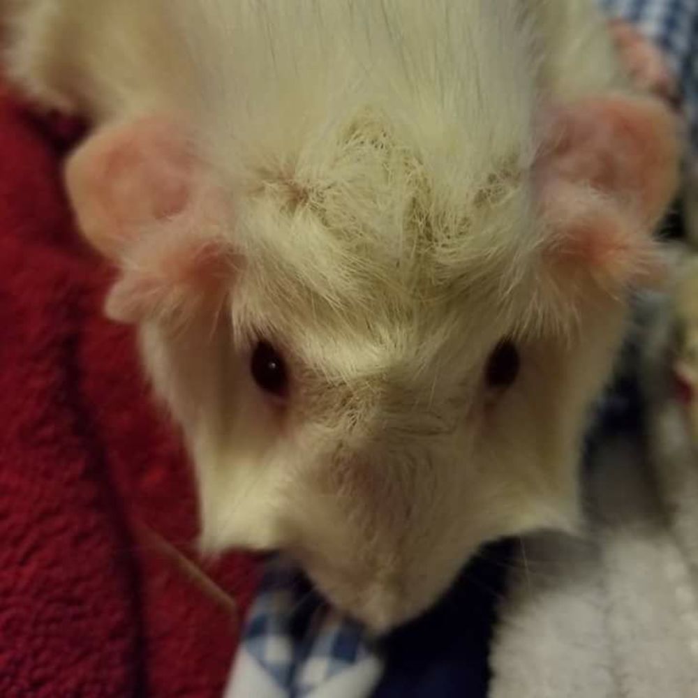 Meet your Posher, Allanah